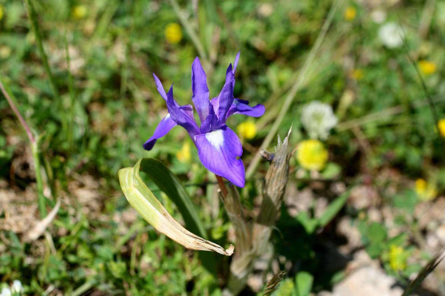 Moraea sisyrinchium / Giaggiolo dei poveretti